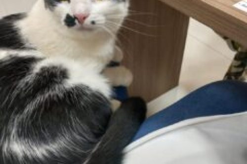 Snapinsta.app_363386877_758687446236719_4430069219493910586_n_1080-240x300