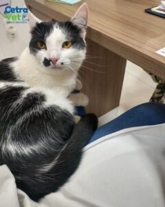 Snapinsta.app_363386877_758687446236719_4430069219493910586_n_1080-240x300